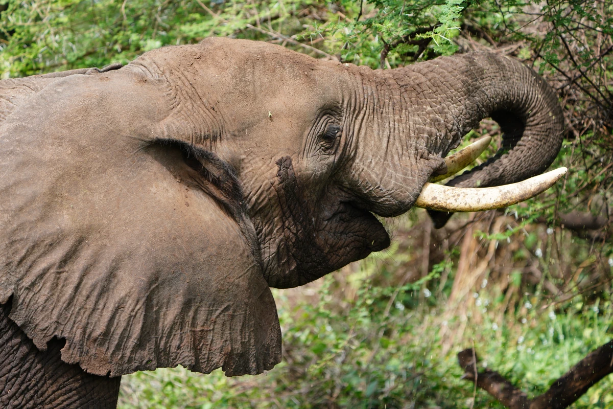 Afrikanischer Elefant beim Fressen im Manyara-Nationalpark