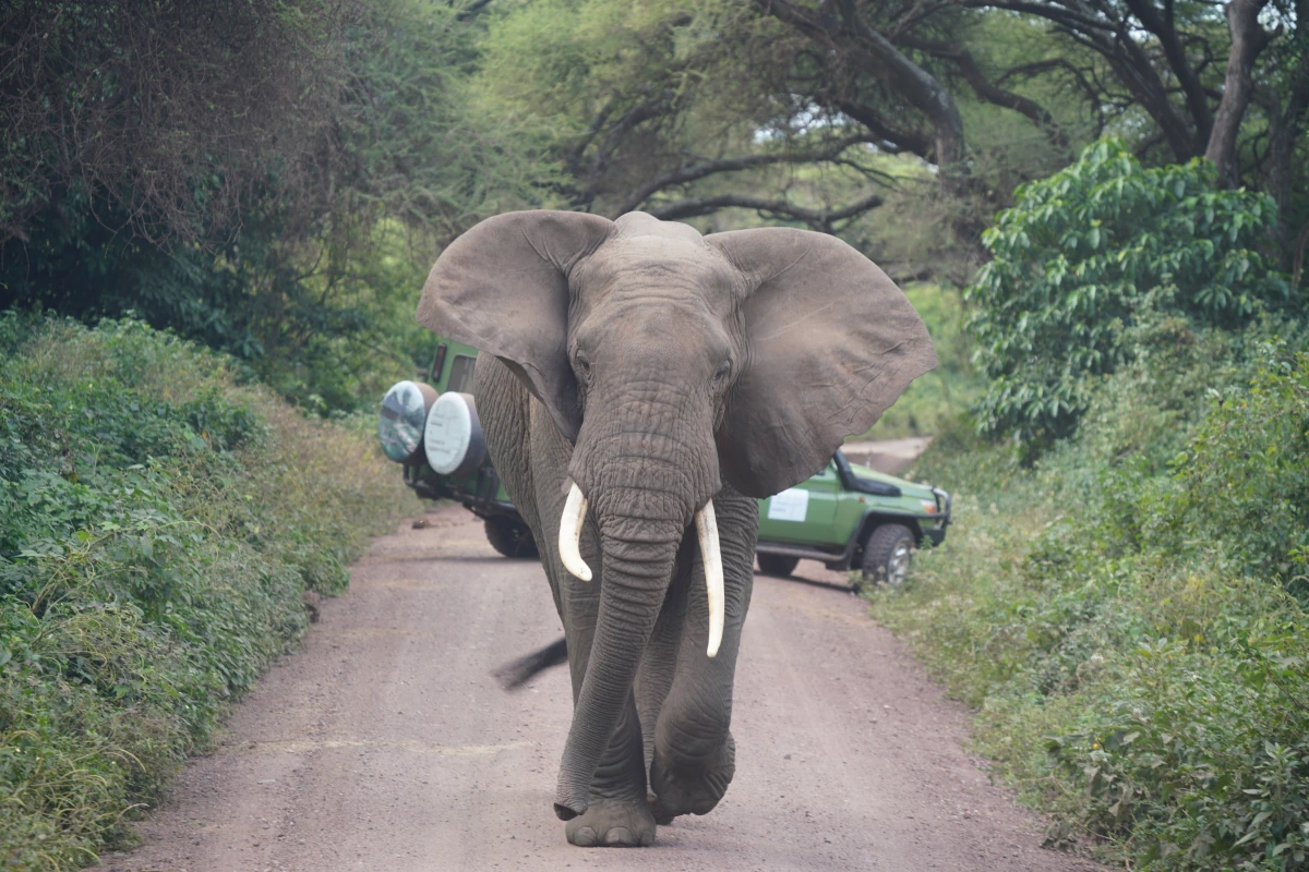 Afrikanischer Elefant im Manyara-Nationalpark