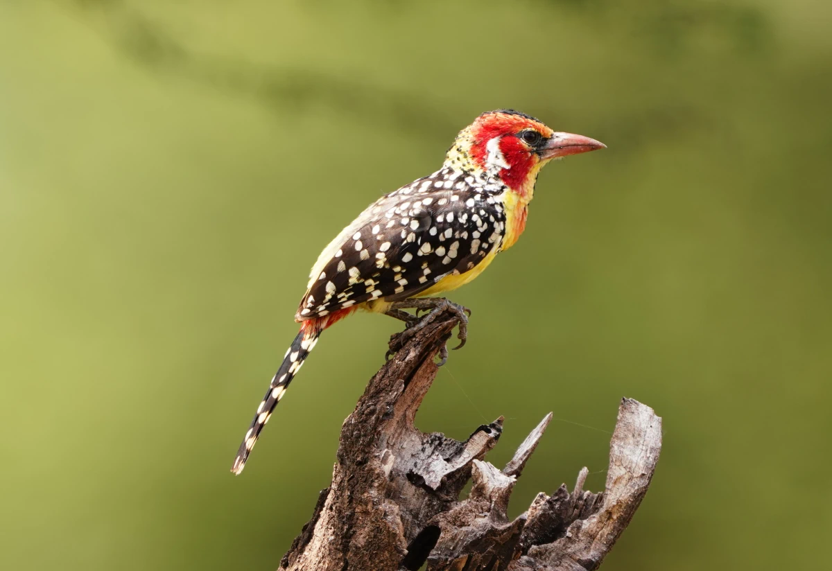 Flammenkopf-Bartvogel im Manyara-Nationalpark
