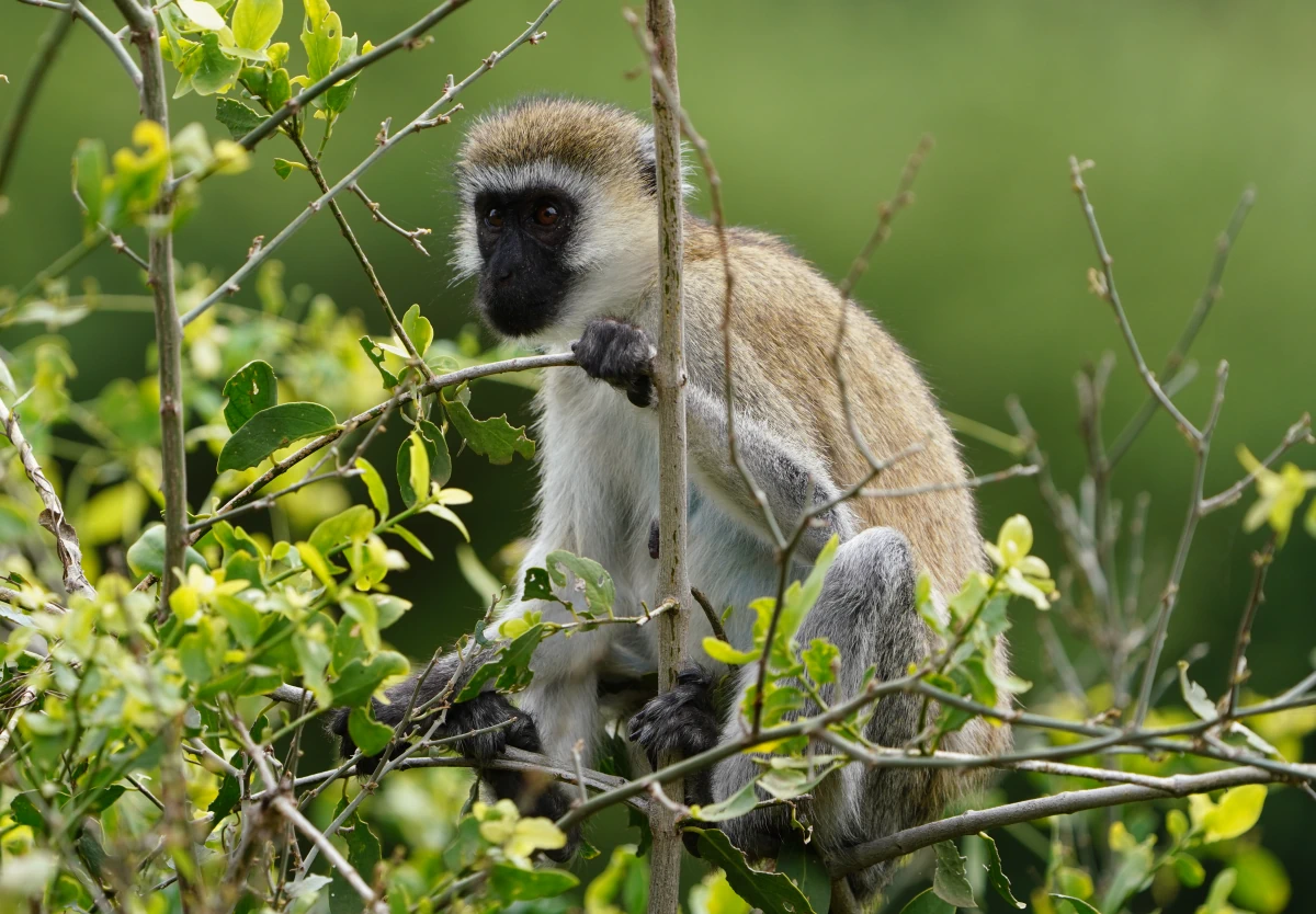 Grüne Meerkatze im Manyara-Nationalpark