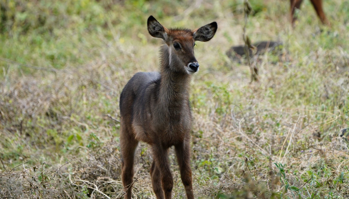 Junger Ellipsen-Wasserbock im Manyara-Nationalpark