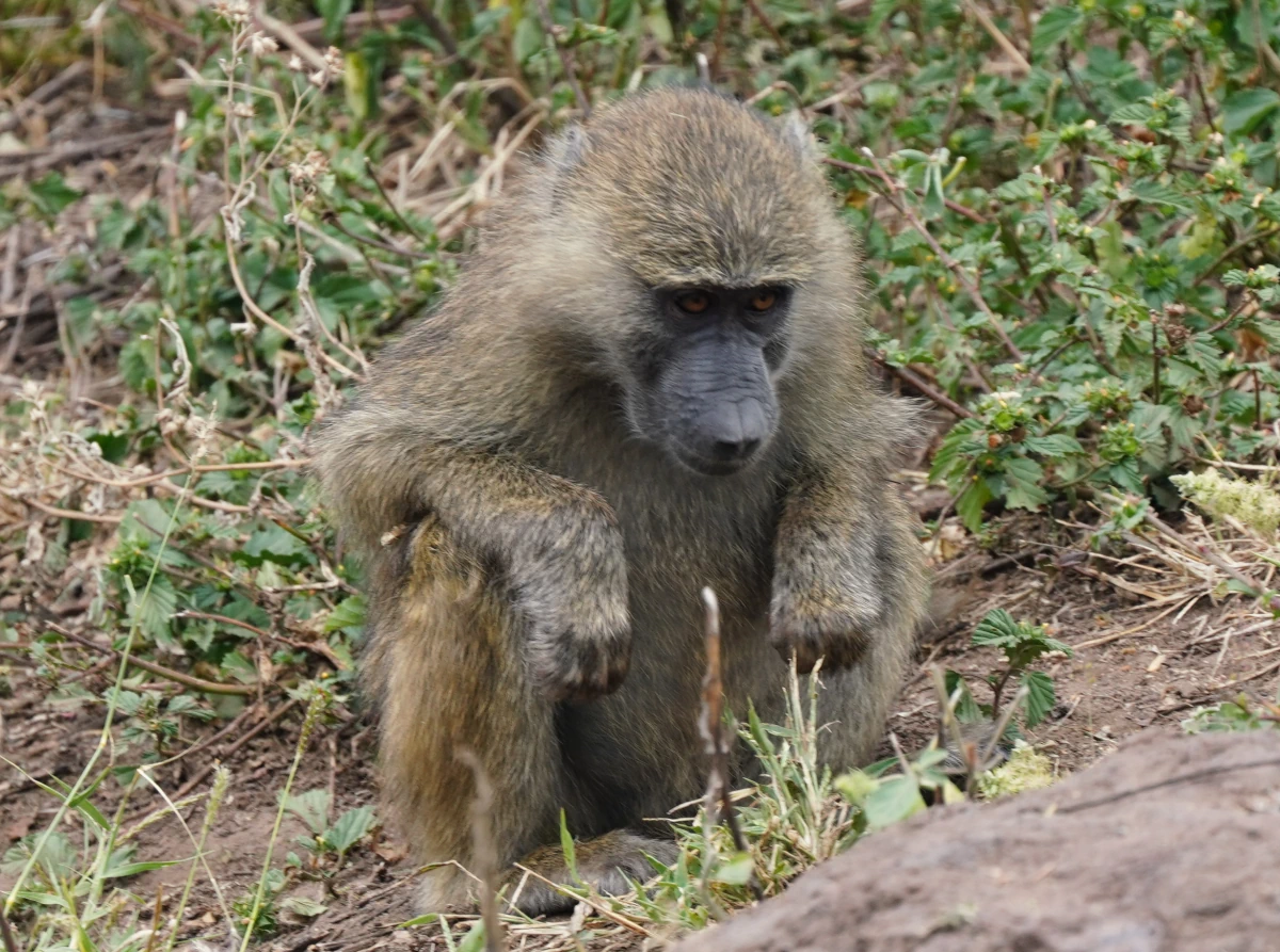 Junger Anubispavian im Manyara-Nationalpark