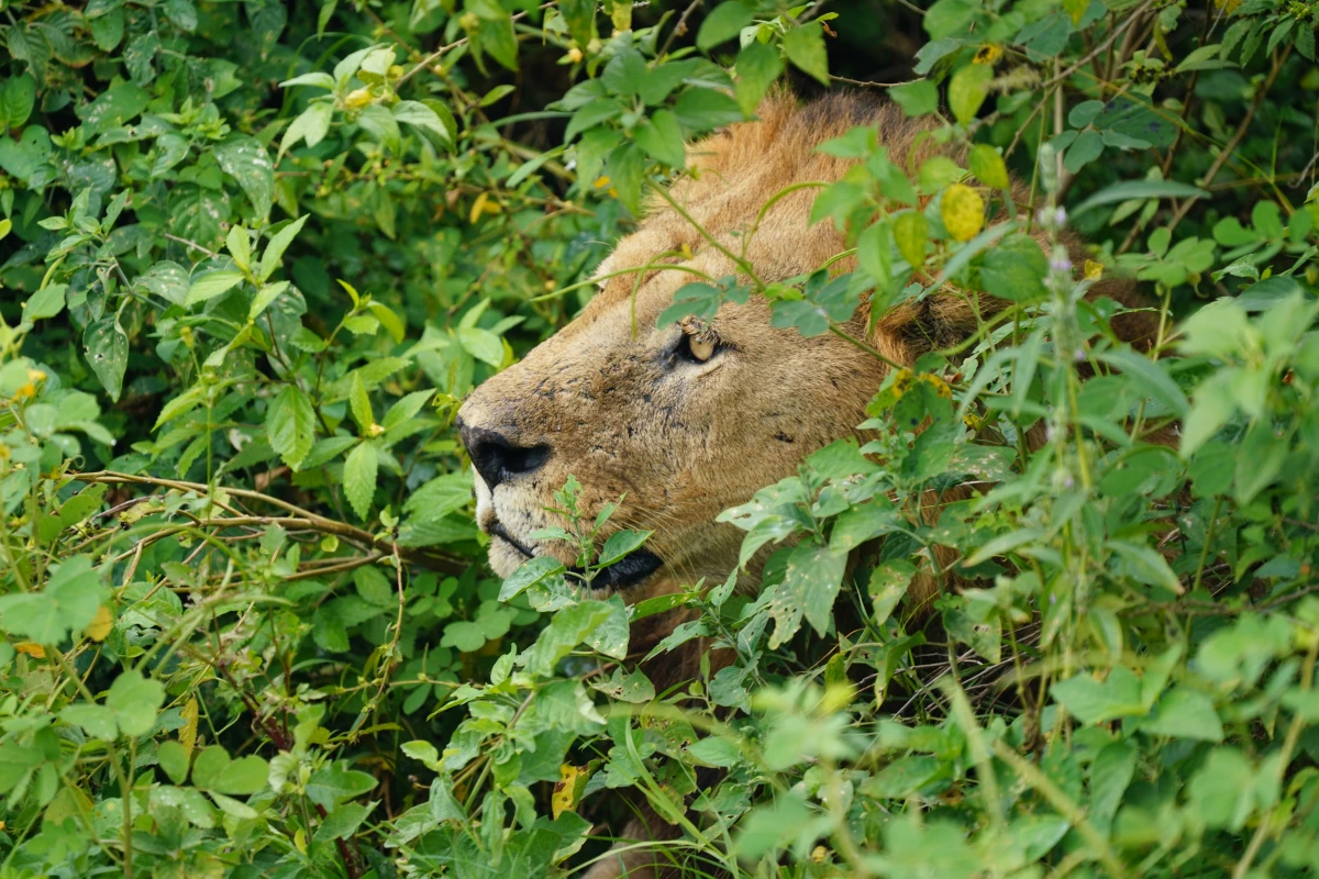 Löwe im Manyara-Nationalpark