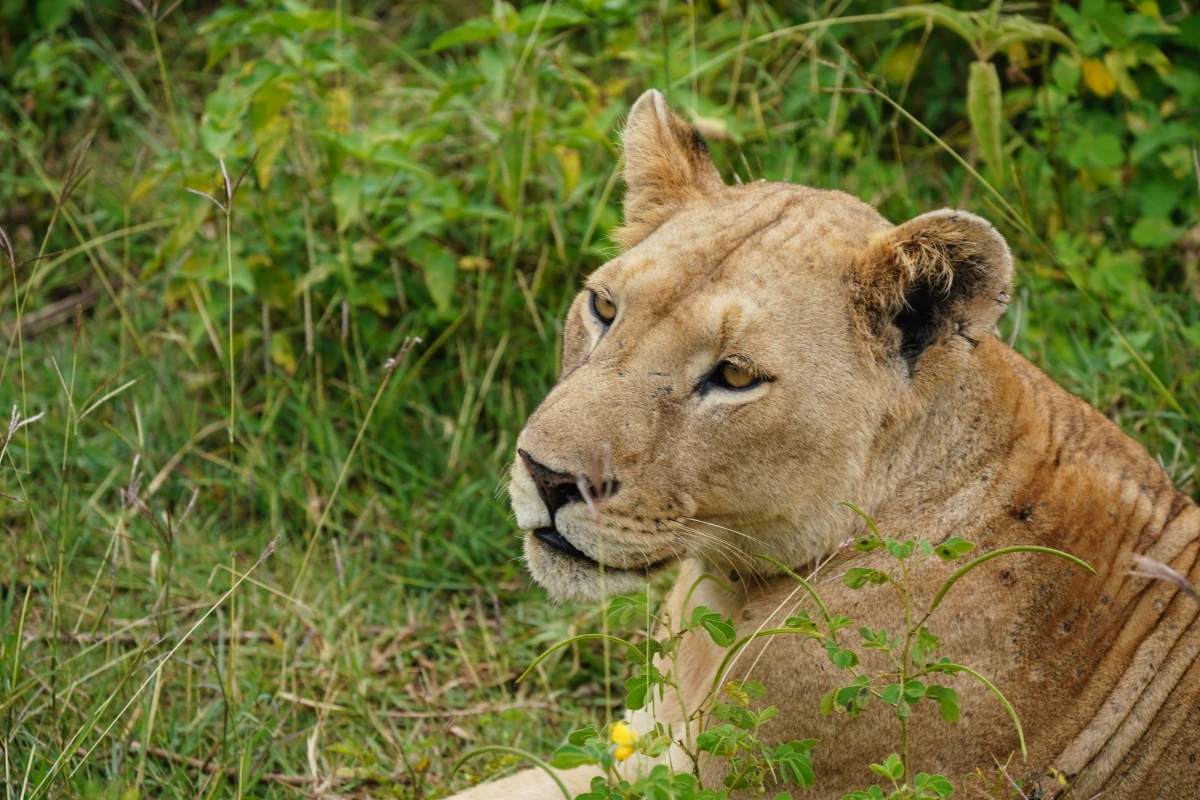 Löwin im Manyara-Nationalpark