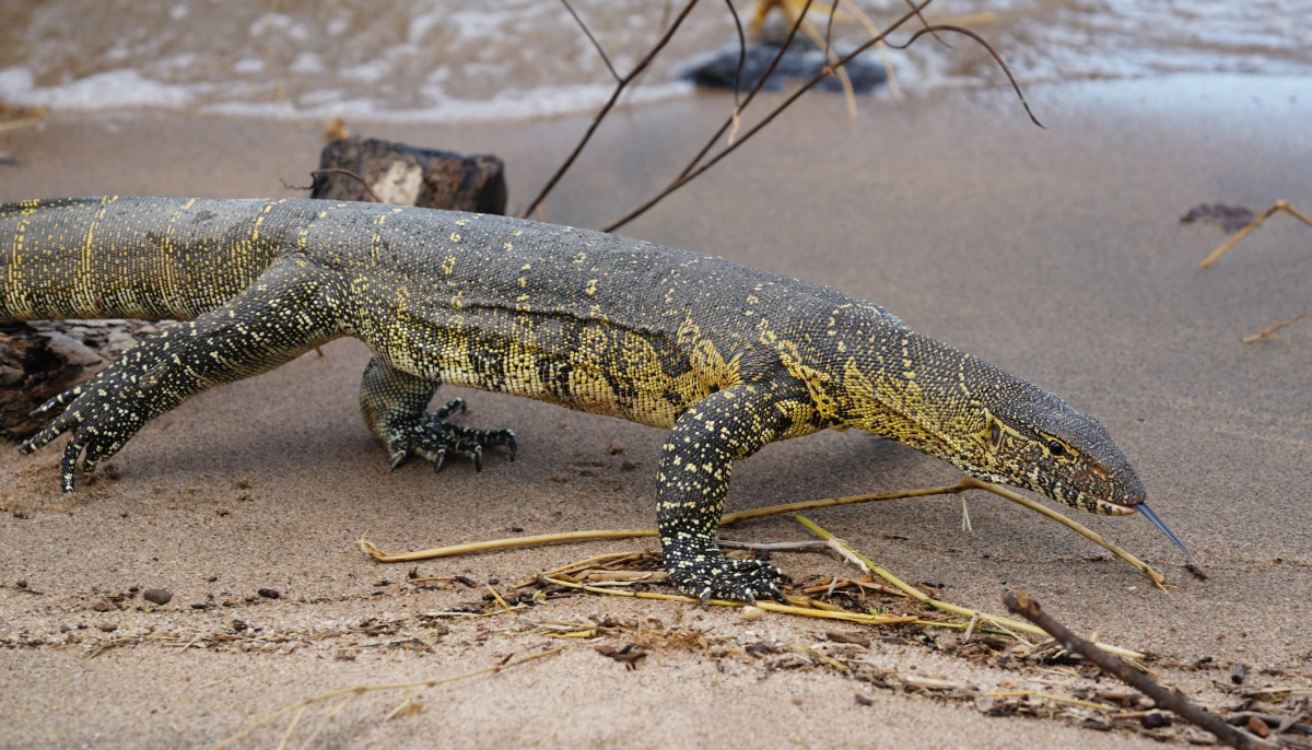Nilwaran im Manyara-Nationalpark