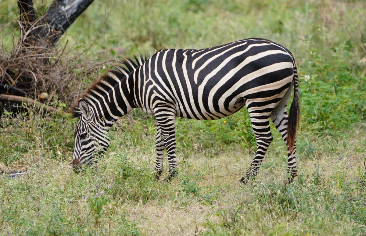Zebra im Manyara-Nationalpark