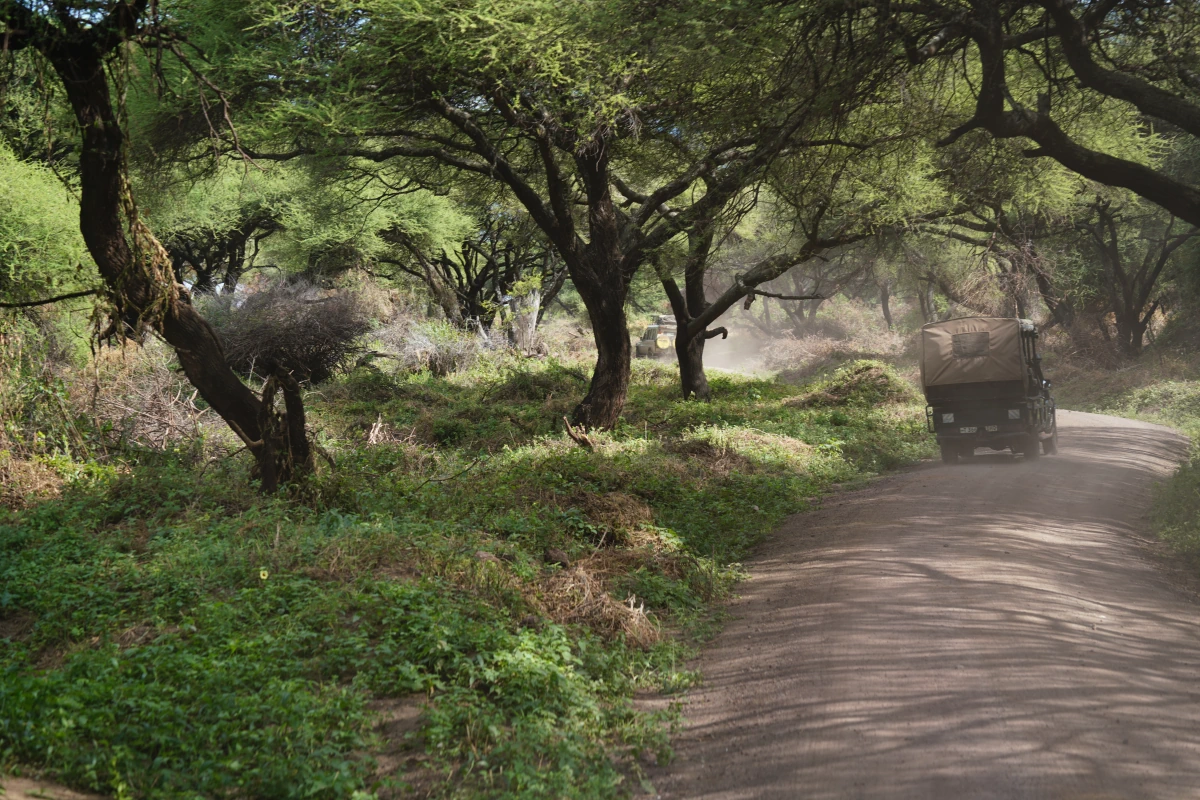 Mit dem Safari-Fahrzeug durch den Manyara-Nationalpark im Manyara-Nationalpark