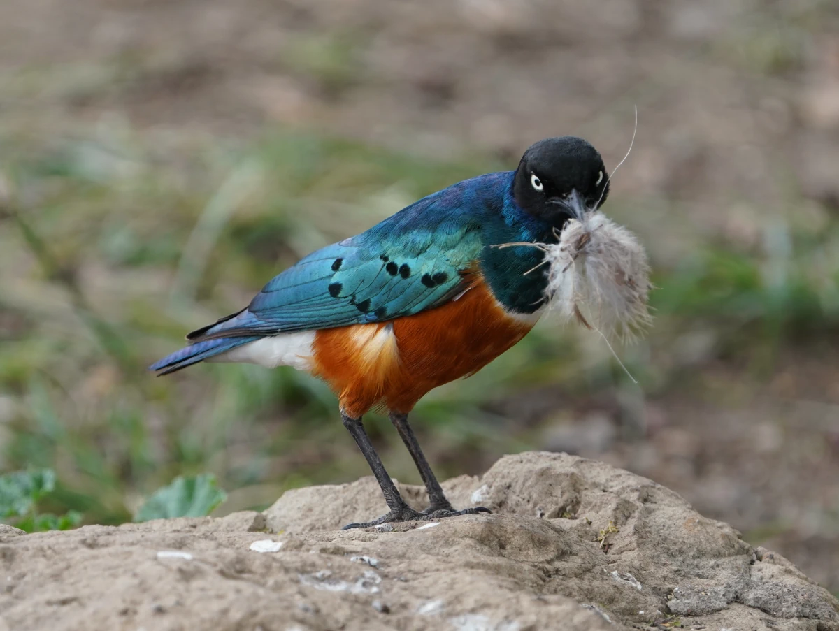 Dreifarben-Glanzstar sammelt Nistmaterial im Ngorongoro-Nationalpark