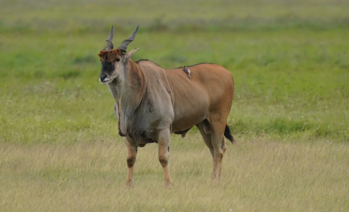 Eland mit Madenhacker im Ngorongoro-Nationalpark