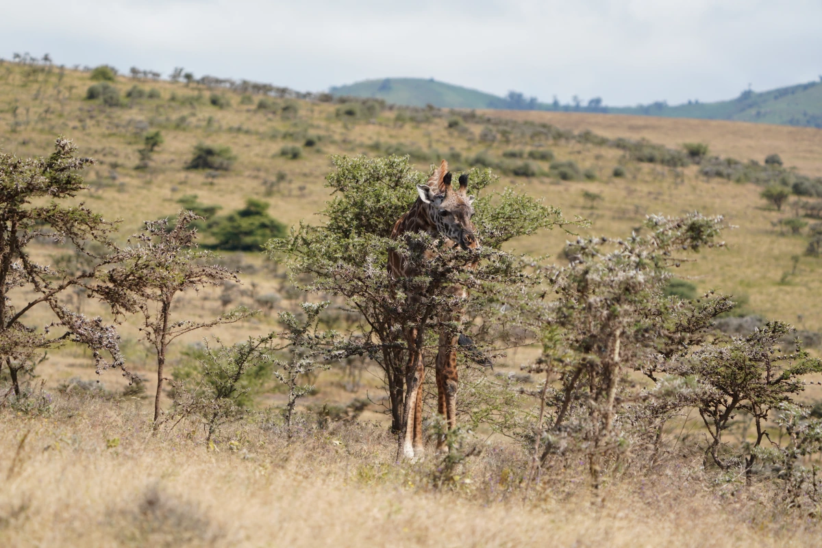 Giraffe im Ngorongoro-Nationalpark