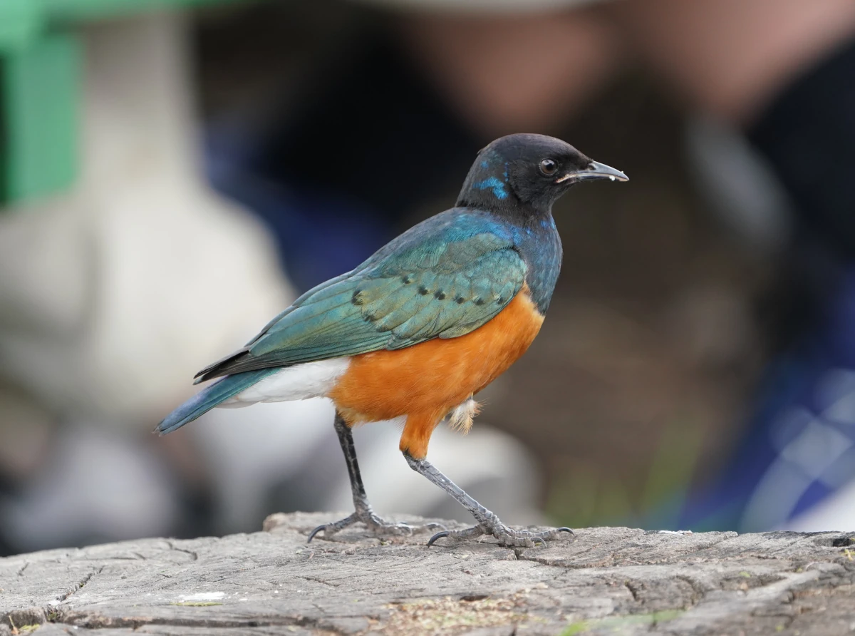 Hildebrandtglanzstar im Ngorongoro-Nationalpark