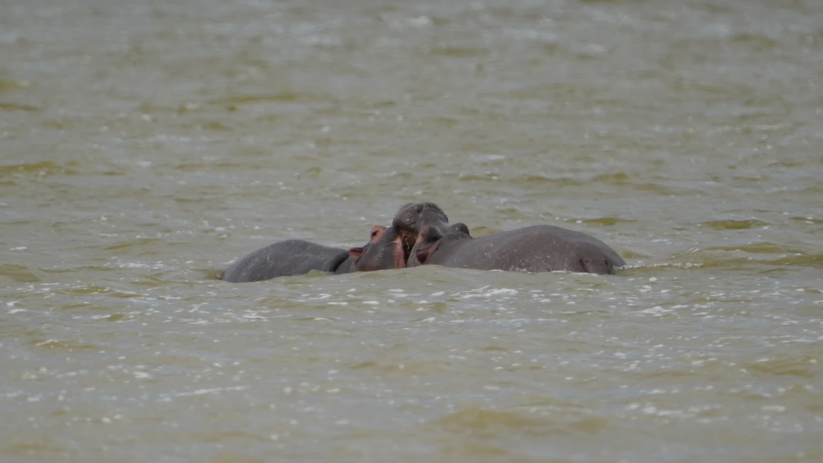 Zwei junge Flusspferde beim Kämpfen im Ngorongoro-Nationalpark