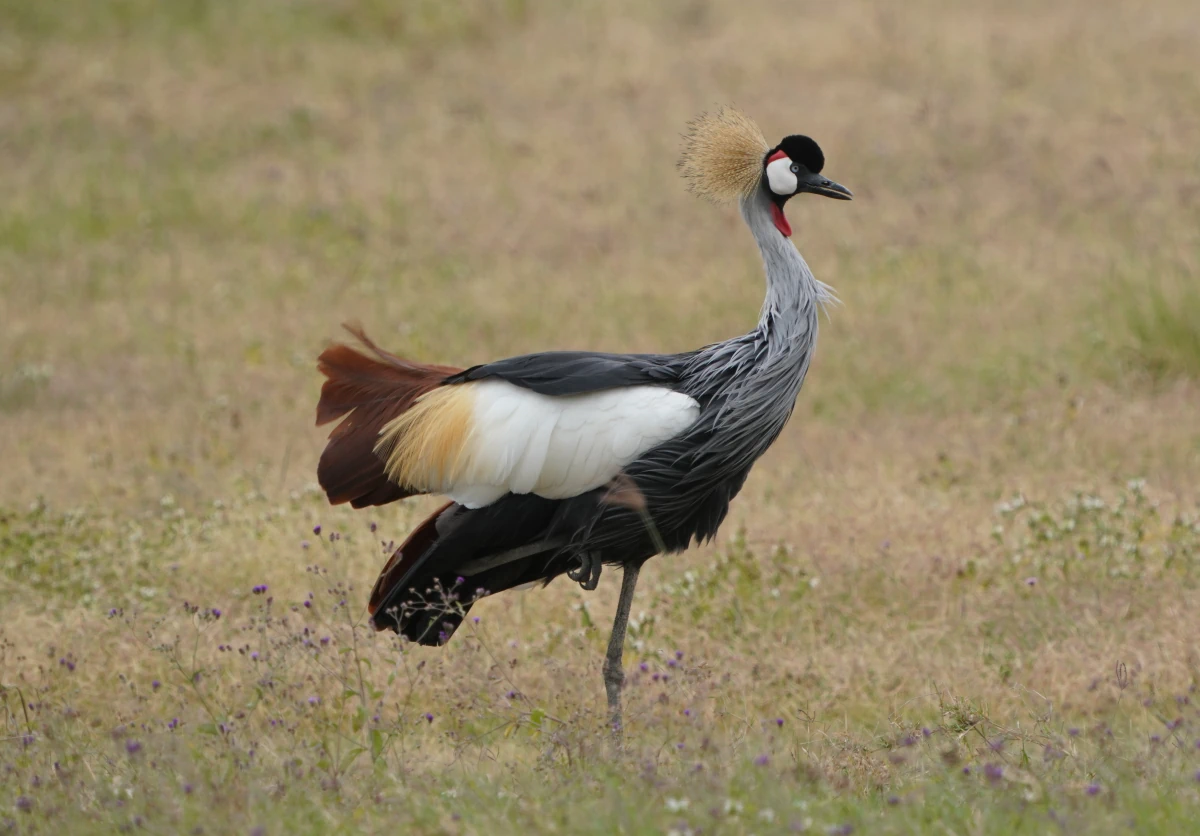 Kronenkranich im Ngorongoro-Nationalpark