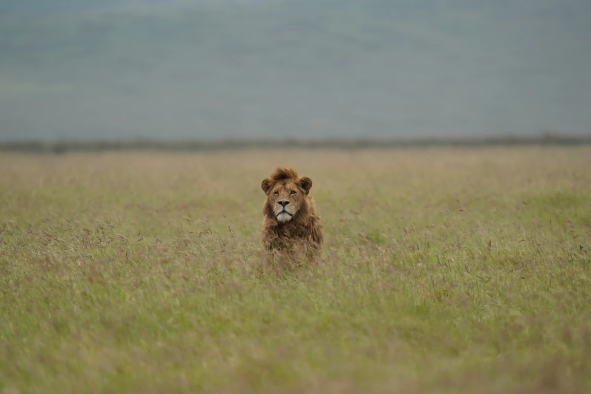 Löwe im Gras im Ngorongoro-Nationalpark