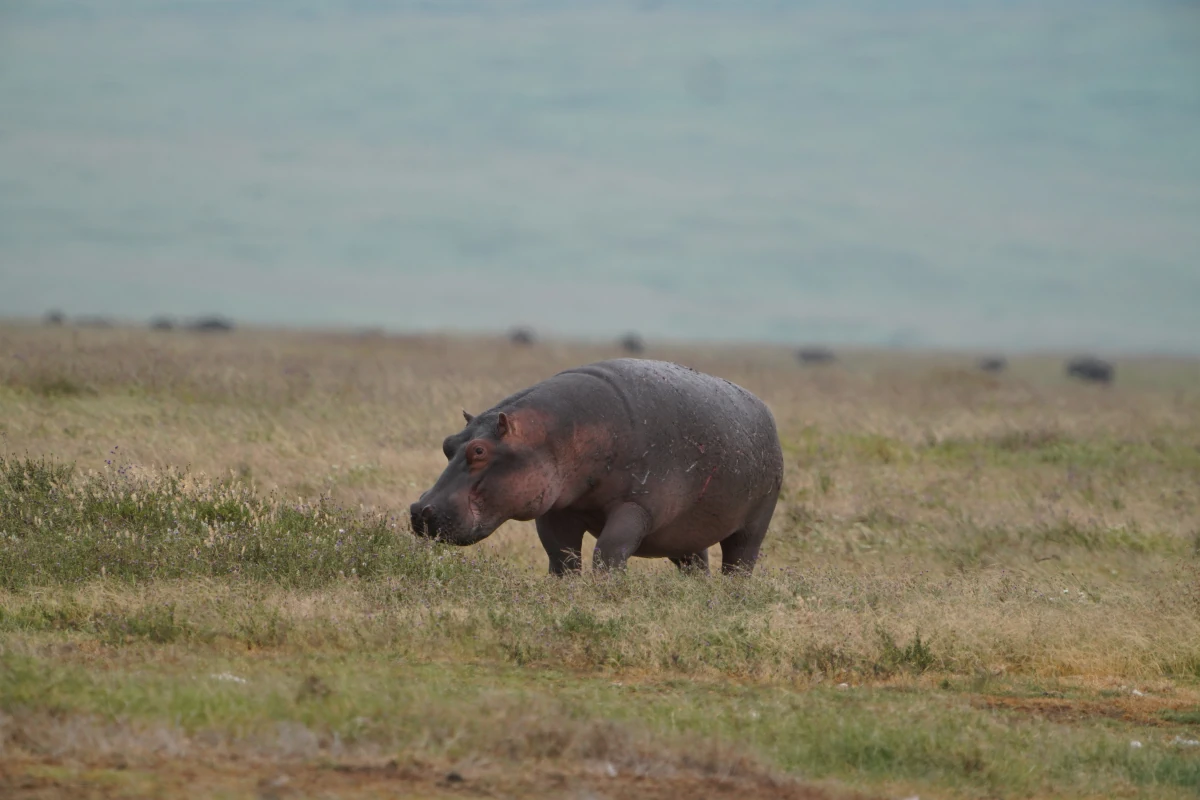 Flusspferd im Ngorongoro-Nationalpark