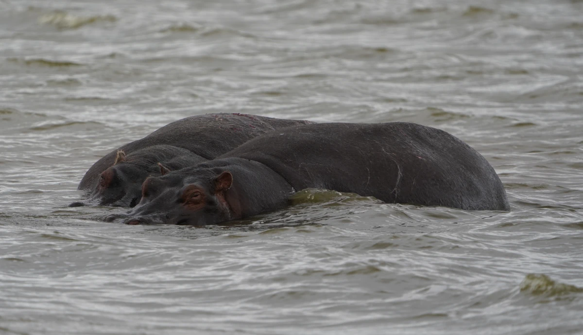 Flusspferde im Ngorongoro-Nationalpark