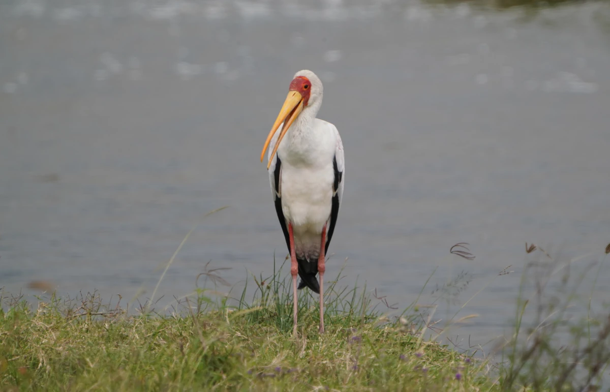 Nimmersatt im Ngorongoro-Nationalpark