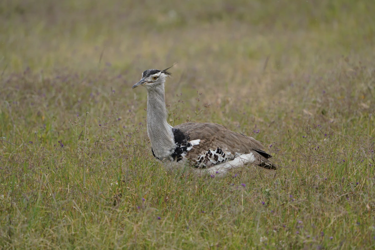 Riesentrappe im Ngorongoro-Nationalpark
