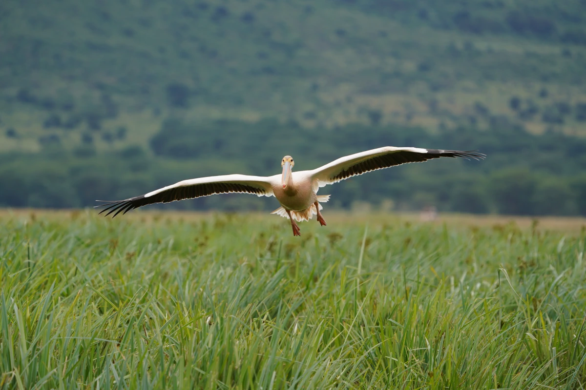 Rosapelikan setzt zur Landung an im Ngorongoro-Nationalpark
