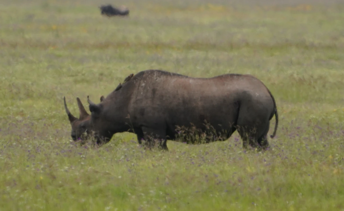 Spitzmaulnashorn im Ngorongoro-Nationalpark