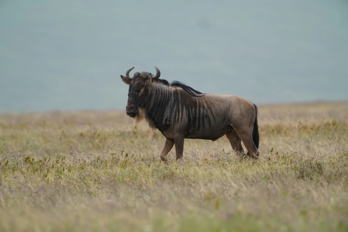 Streifengnu im Ngorongoro-Nationalpark