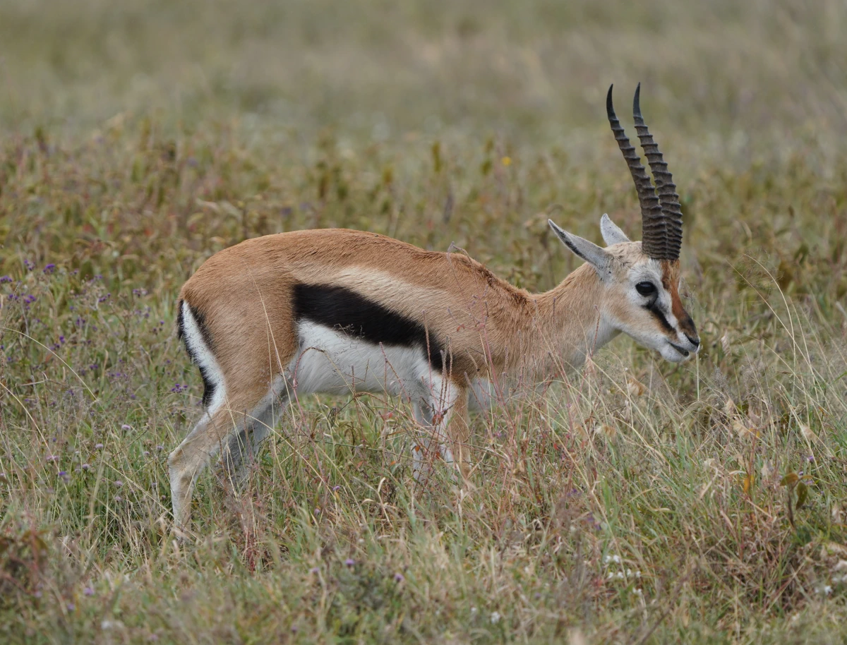 Thomson-Gazelle im Ngorongoro-Nationalpark