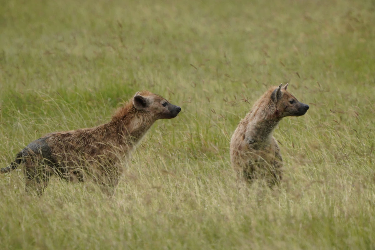 Tüpfelhyänen im Ngorongoro-Nationalpark