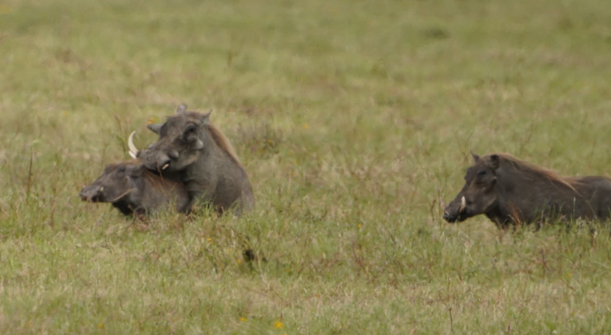 Warzenschweine bei Schweinkram im Ngorongoro-Nationalpark