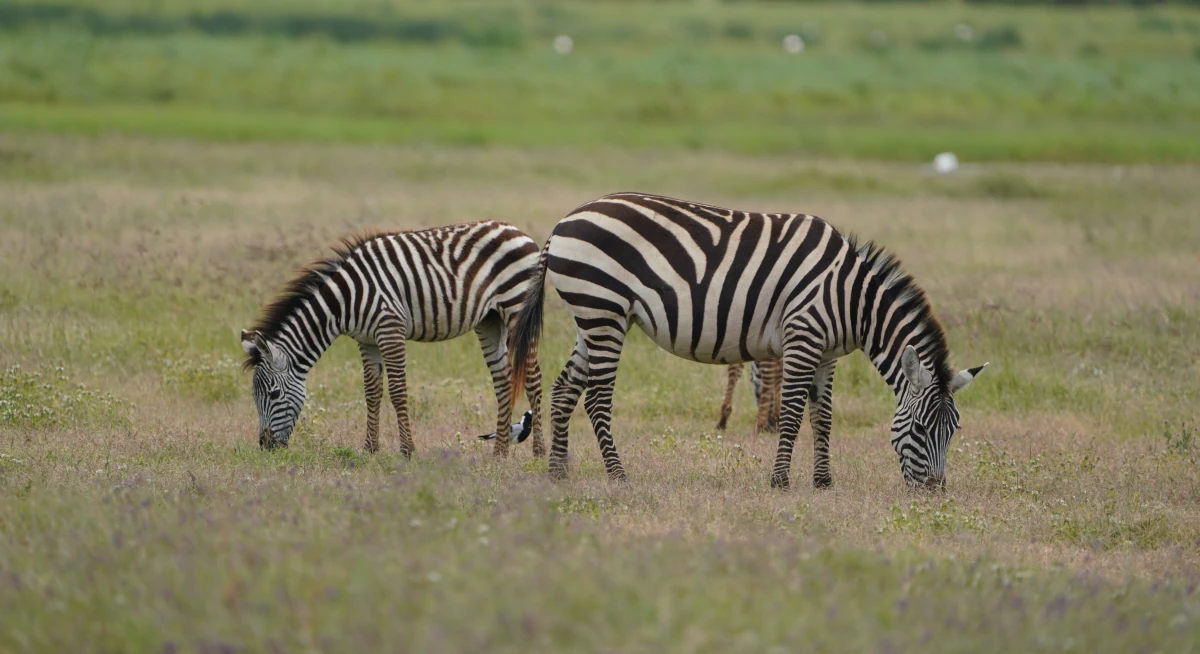 Zebra mit Jungtier im Ngorongoro-Nationalpark