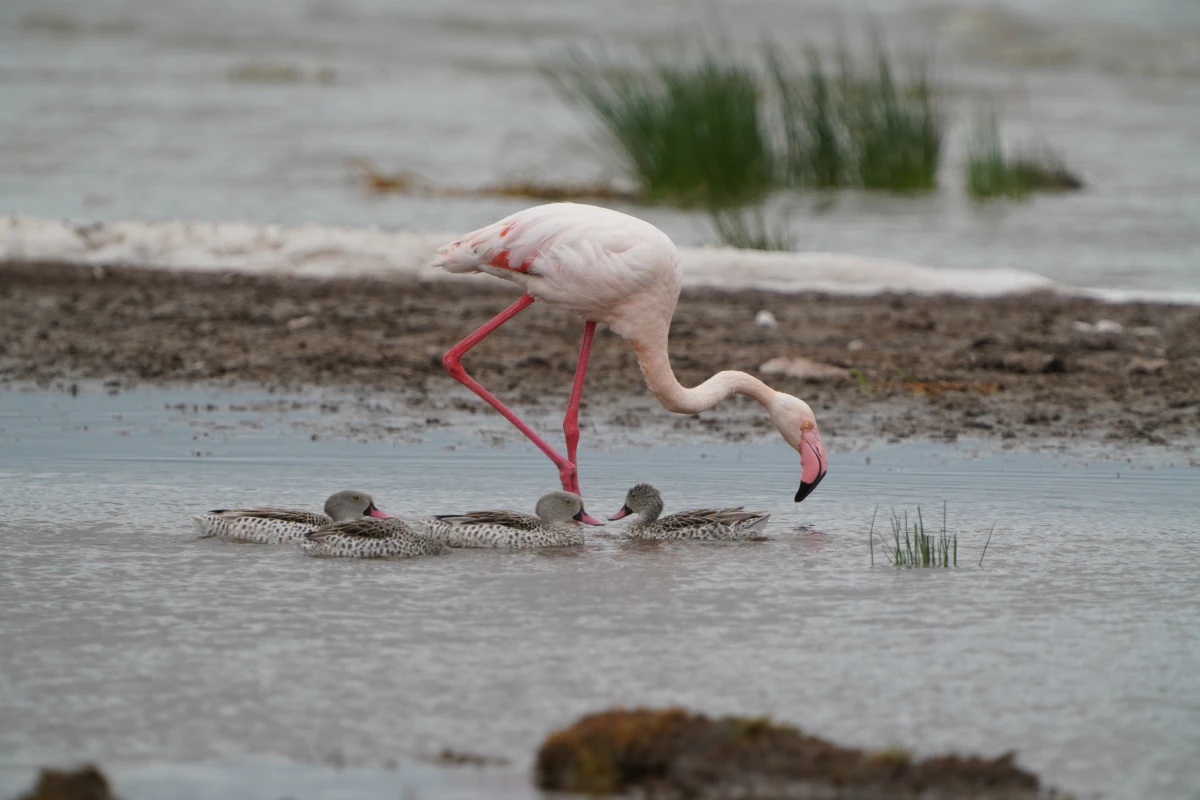 Zwergflamingo und Fahlenten im Ngorongoro-Nationalpark