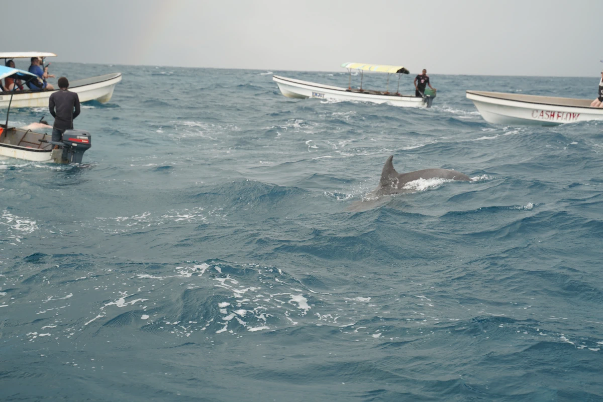 Einige Boote und ein Delfin