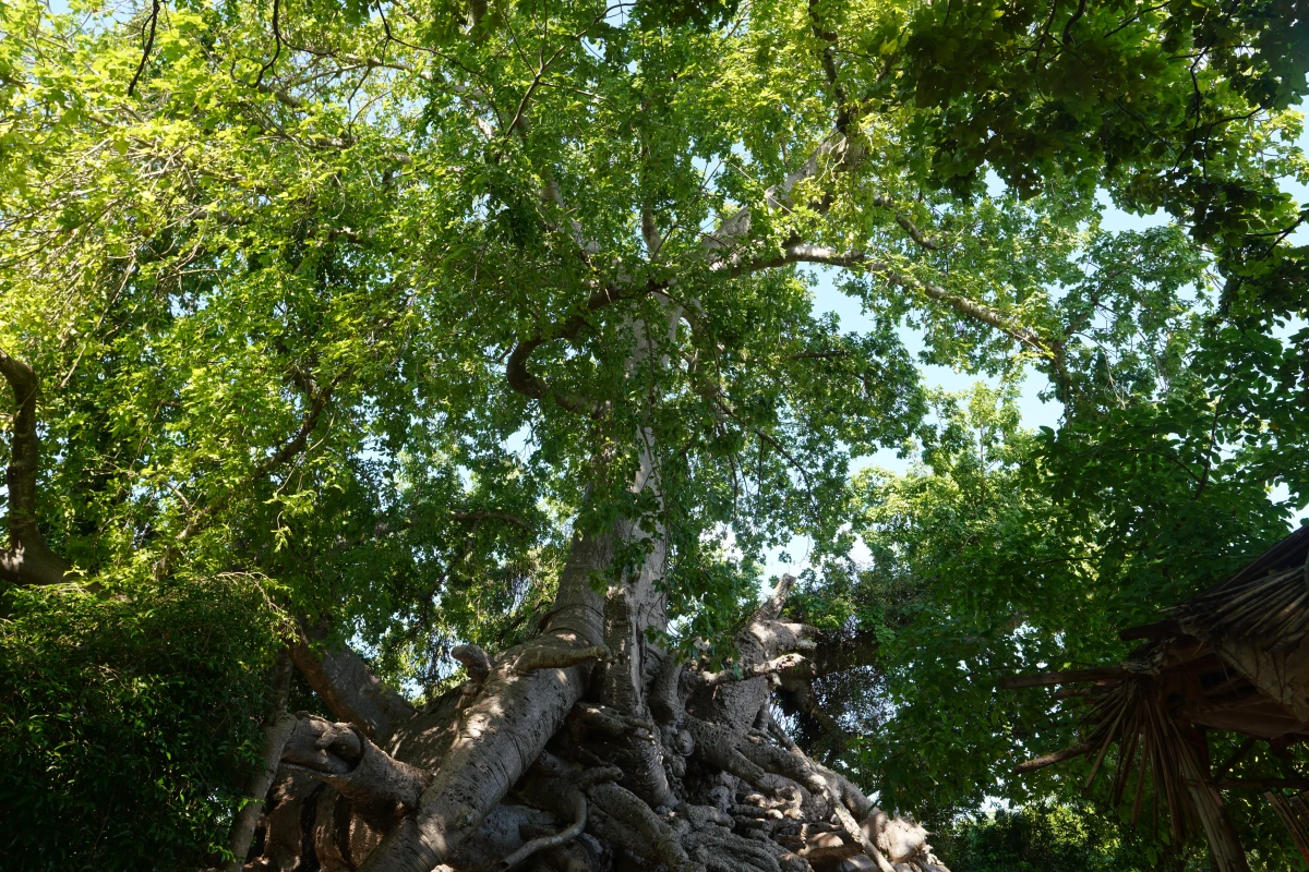 Kwale-Baobab