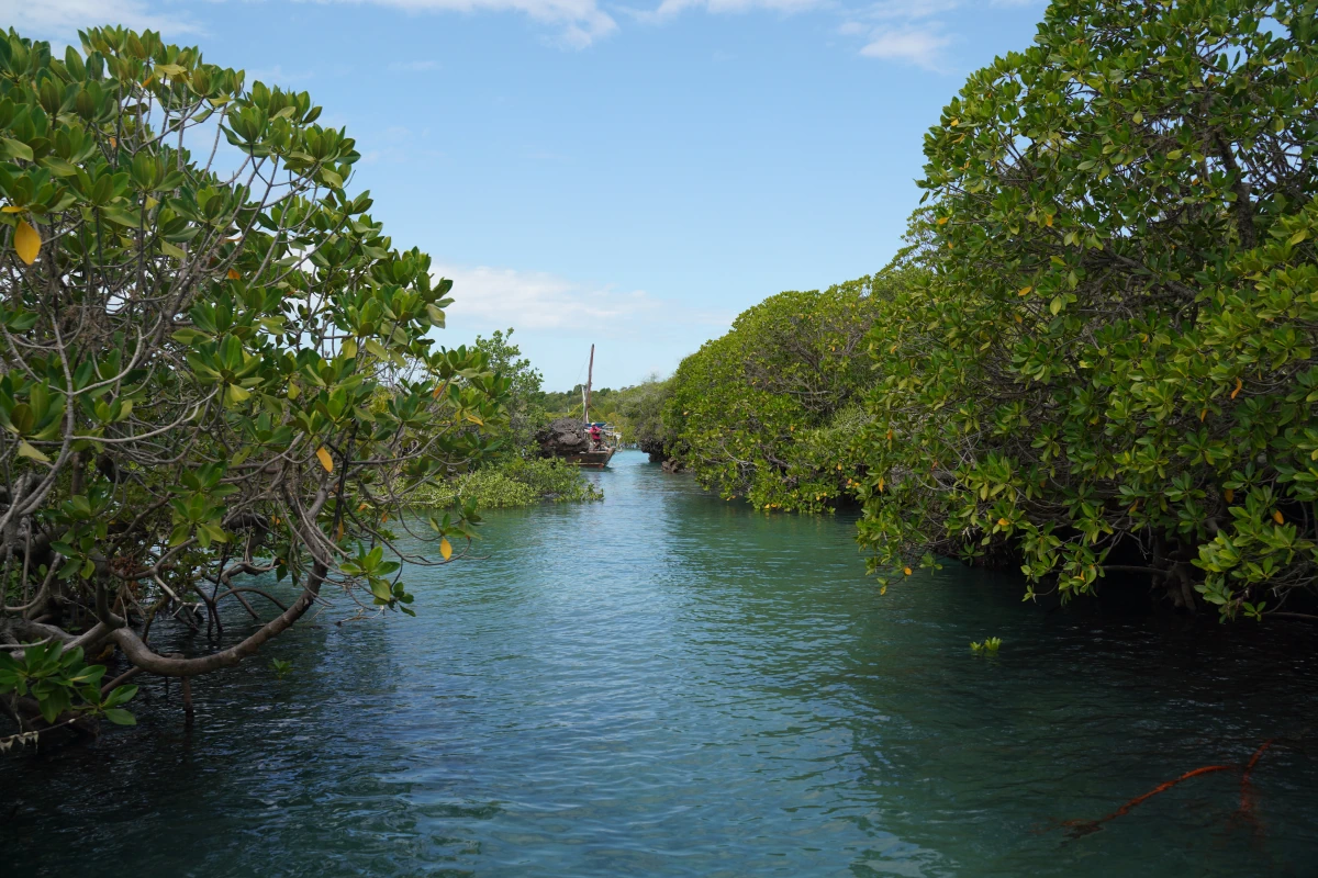 Mangrovenwald in der Lagune von Kwale Island in Sansibar