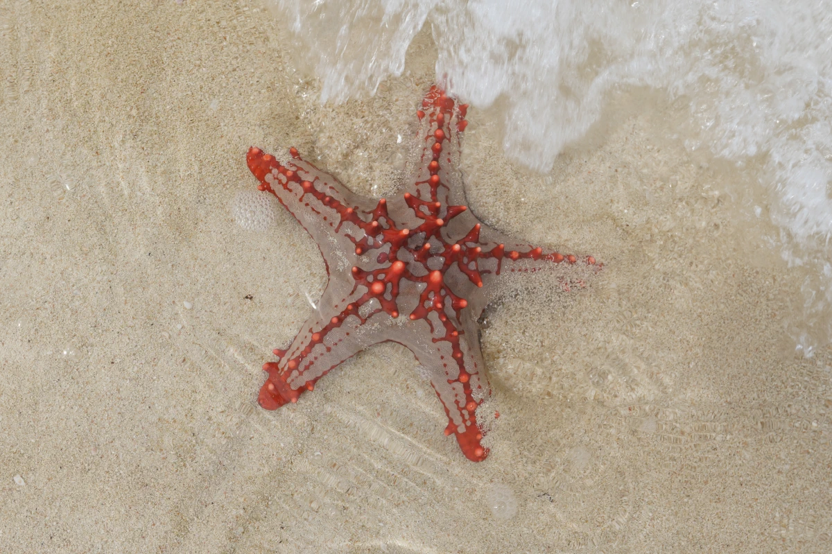 Seestern auf der Kwale-Sandbank in Sansibar