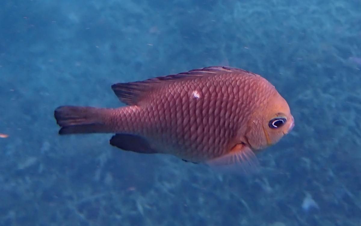 Dreifleck-Preußenfisch in Sansibar