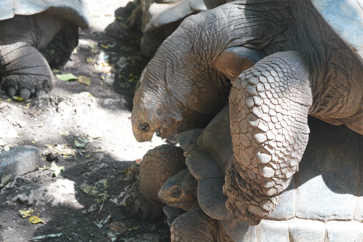 Aldabra-Riesenschildkröten beim Liebesakt auf Prison Island in Sansibar