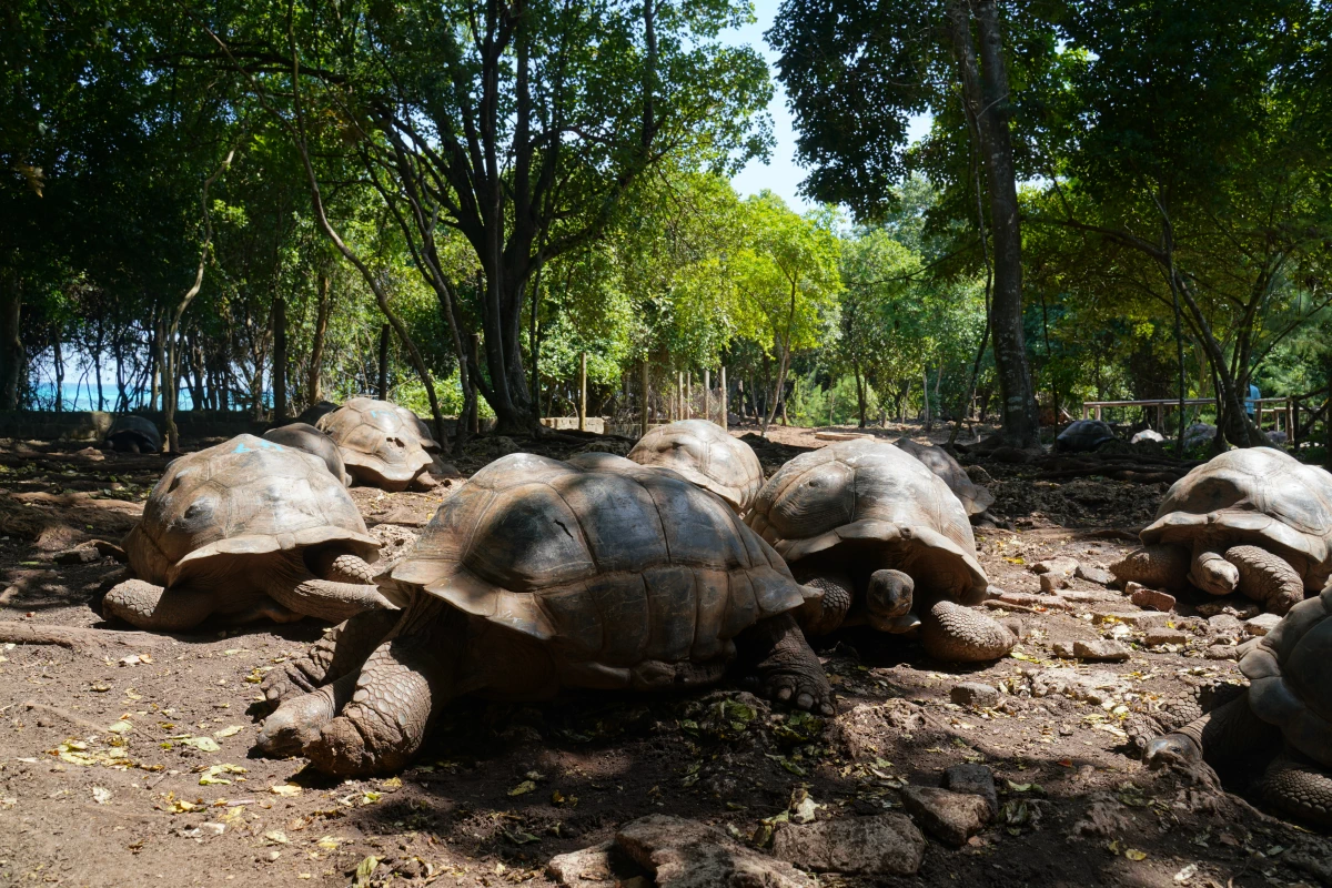 Aldabra-Riesenschildkröten auf Prison Island in Sansibar