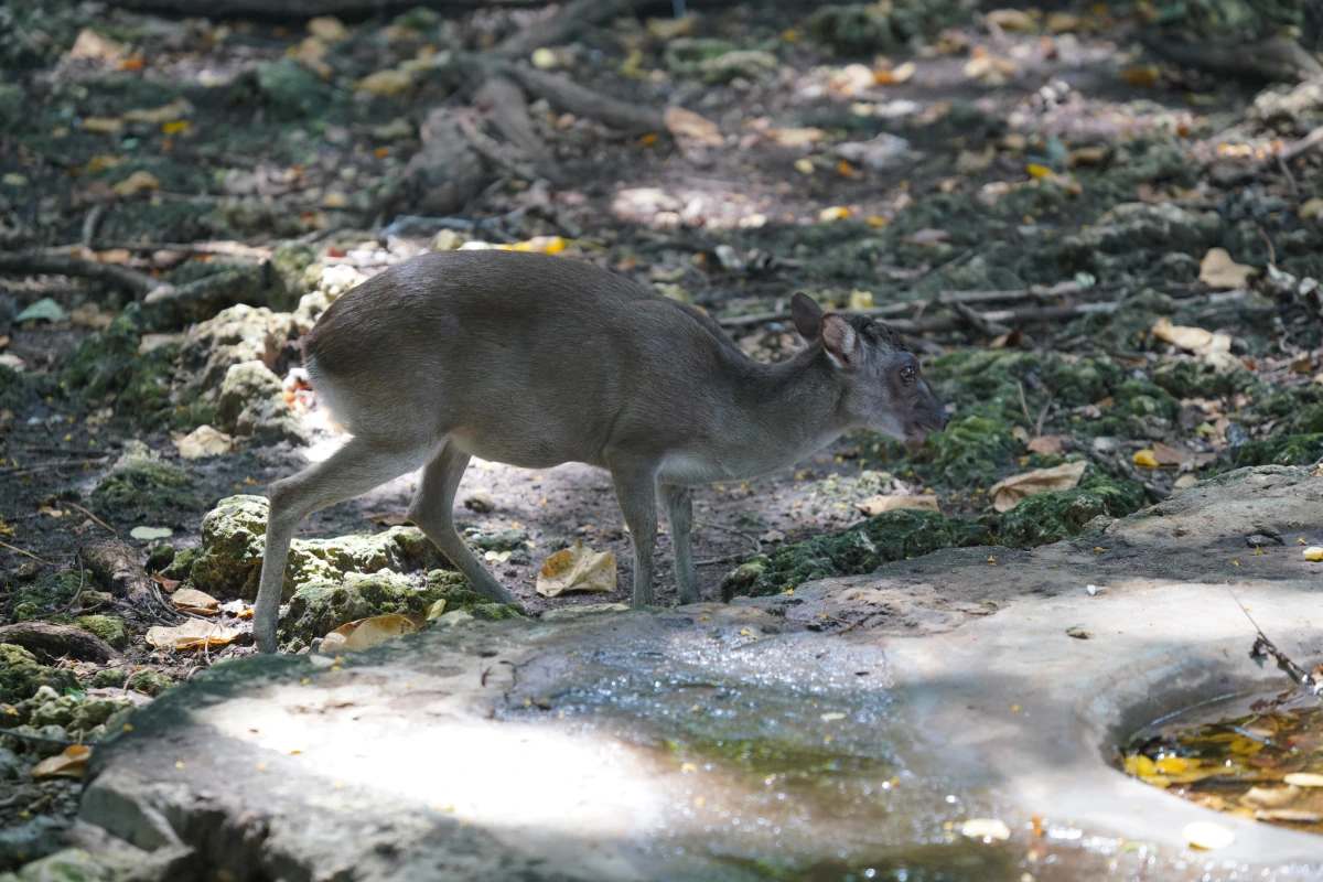 Dikdik auf Prison Island in Sansibar