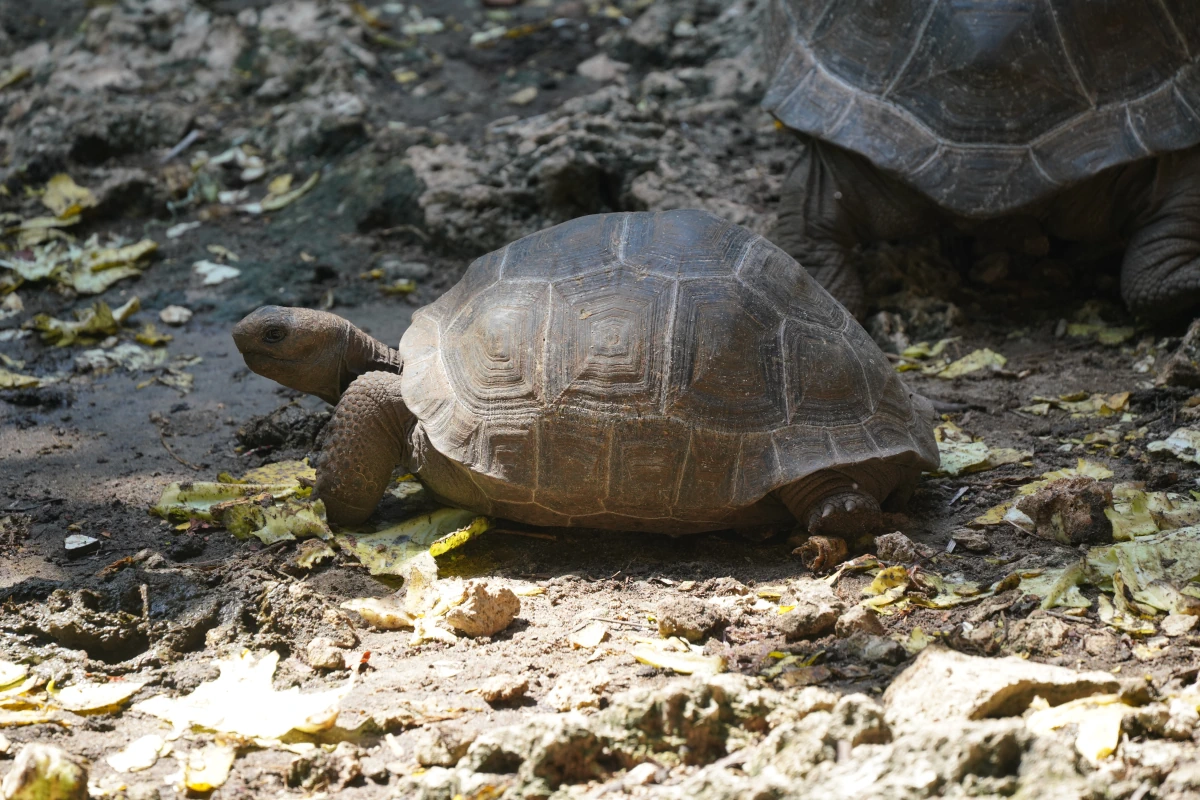 Junge Aldabra-Riesenschildkröte auf Prison Island in Sansibar