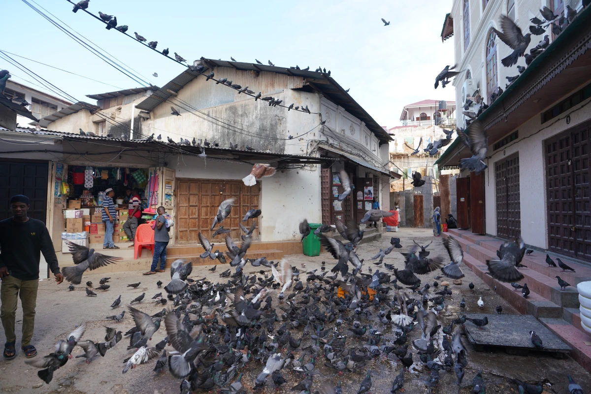 Überpopulation von Tauben in Stone Town in Sansibar-Stadt