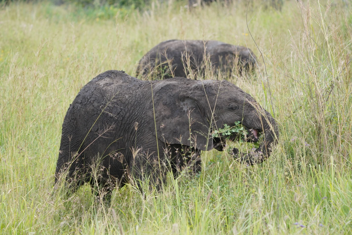 Baby-Elefant in der Serengeti