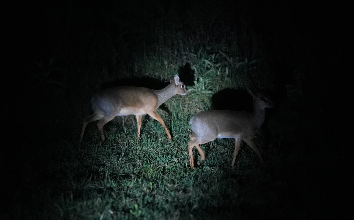 Dik Diks im Kati Kati Camp Zentral-Serengeti
