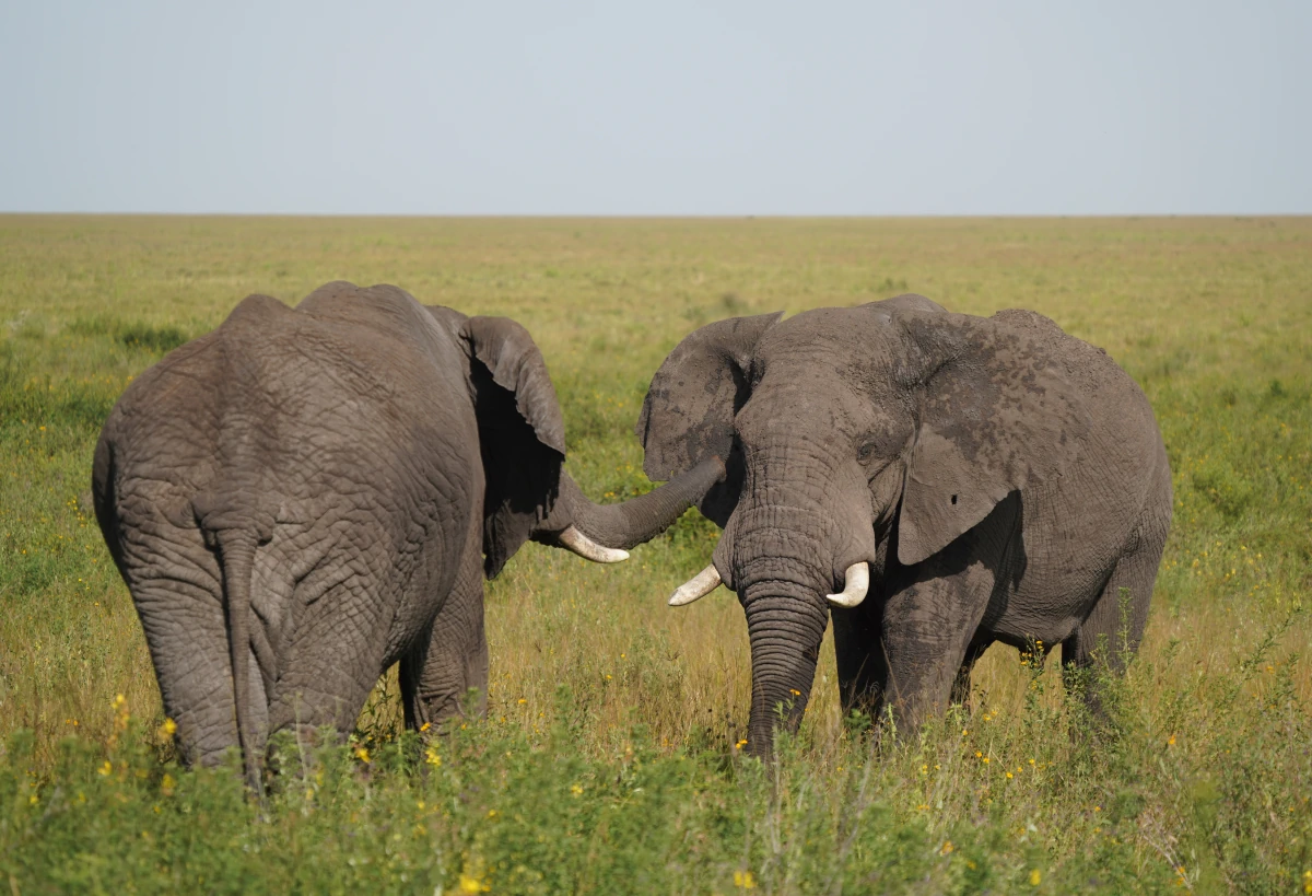 Zwei Elefanten-Brüder in der Serengeti begrüßen sich