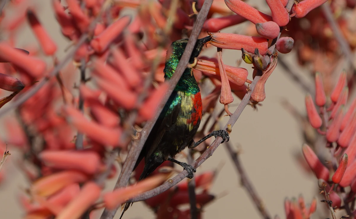 Elfen-Nektarvogel in der Serengeti