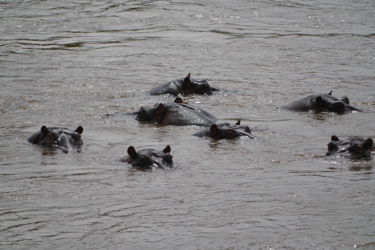 Flusspferde im Mara-Fluss in der Serengeti