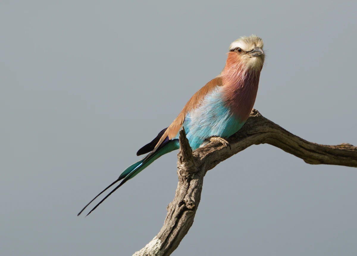 Gabelracke in der Serengeti