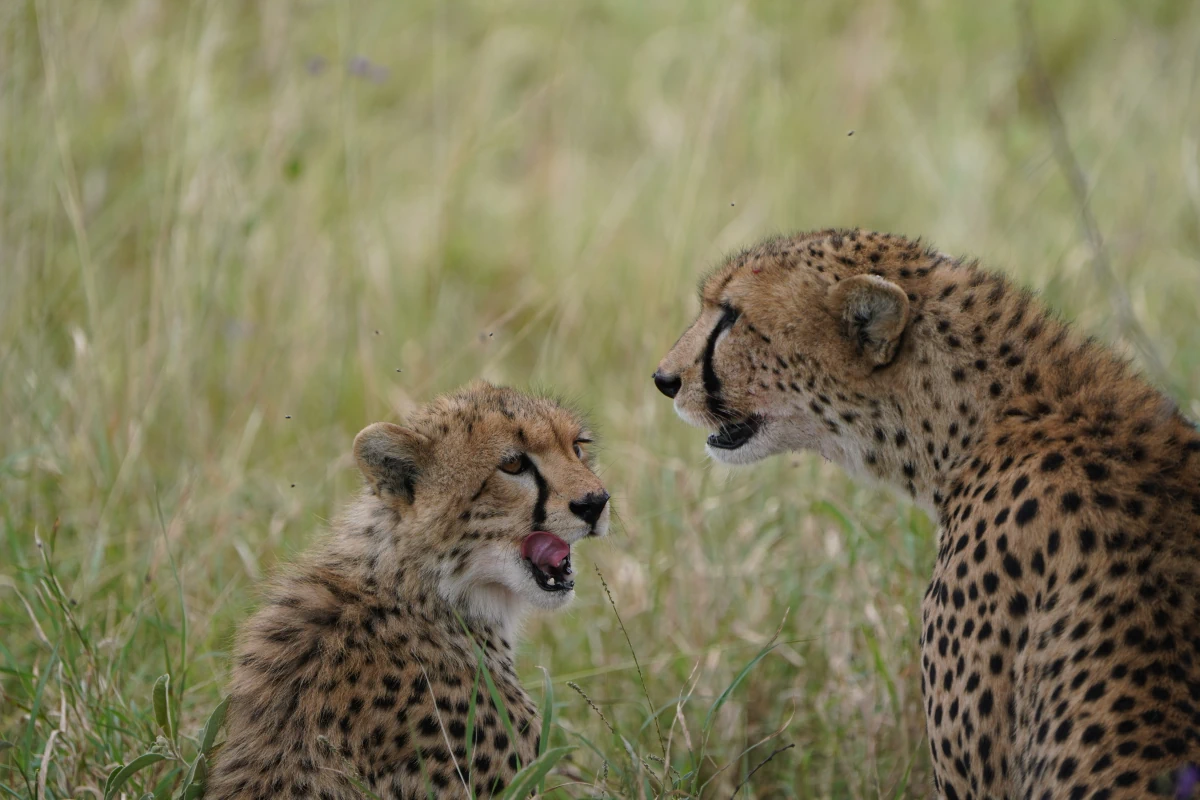 Gepardenmutter mit ihrem Jungtier in der Serengeti
