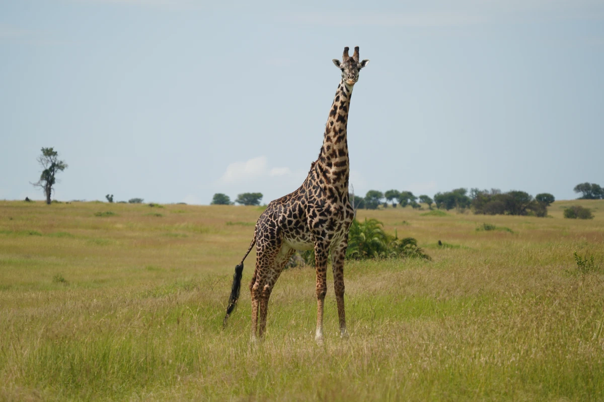 Massai-Giraffe in der Serengeti