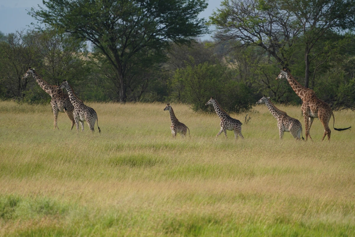 Giraffengruppe am Mara-Fluss in der Serengeti