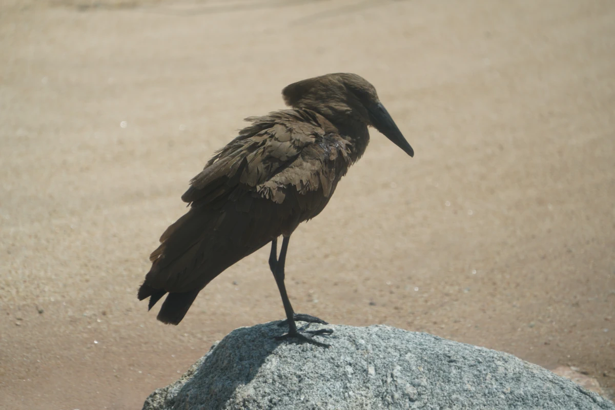 Hammerkopf in der Serengeti